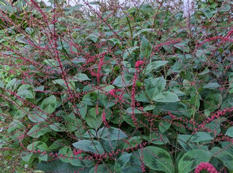 Persicaria virginiana 'Lance Corporal' Seeds - Saratoga Seed