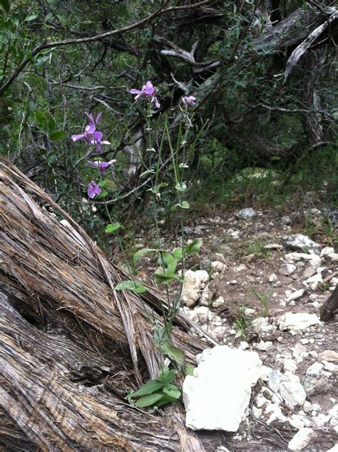 Streptanthus bracteatus A. Gray, Bracted jewelflower (World flora) - Pl ...