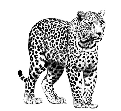 Premium Vector | A black and white drawing of a leopard with a black and white pattern.