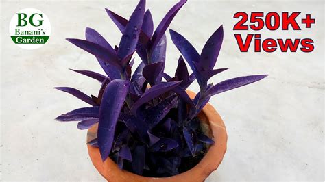 Two Purple Heart Plant Setcreasea Indoors Or Out Easy 4 Pot | ubicaciondepersonas.cdmx.gob.mx