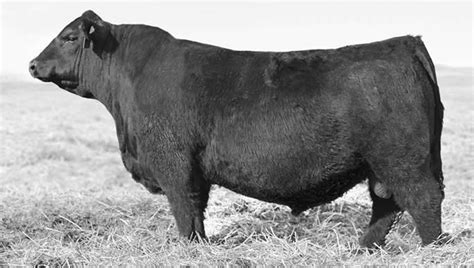 Black Angus bull breaks record, sells for $350,000