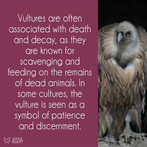 Vulture Symbolism: The Paradox of Death and Renewal - Joyce Elliott