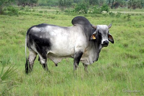 "BRAHMAN BULL" by TomBaumker | Redbubble