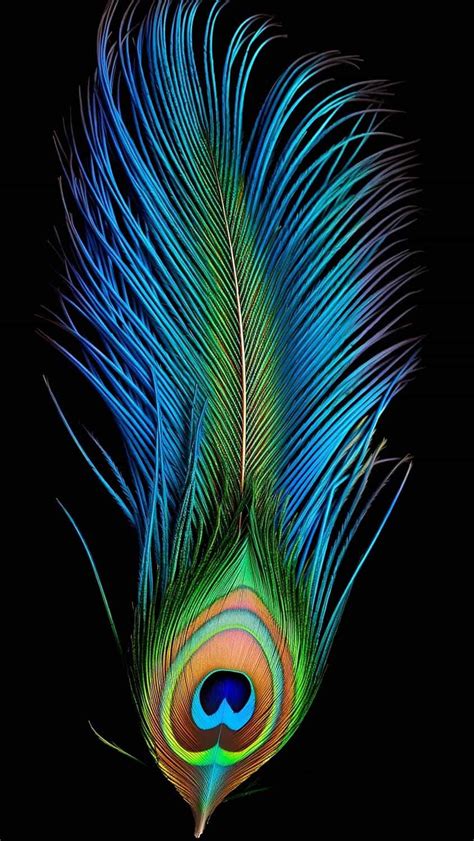 Peacock Phone Wallpapers - Wallpaper Cave