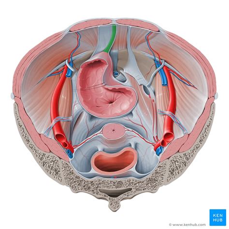 Median umbilical ligament: Definition, anatomy, function | Kenhub