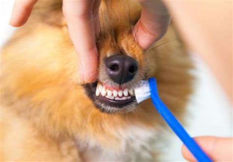 My Dog's Gums Are Bleeding - Gingivitis in Dogs - Causes & Treatment