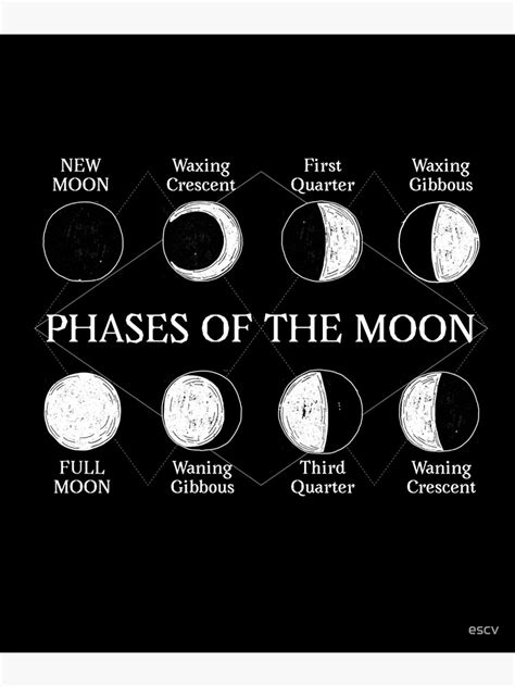 "Phases of the Moon Cute Luna Phases Lunar Cycle" Photographic Print ...