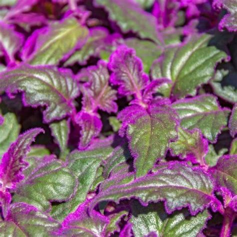 Purple Passion Plant 101: How to Care for Velvet Plants | Bloomscape