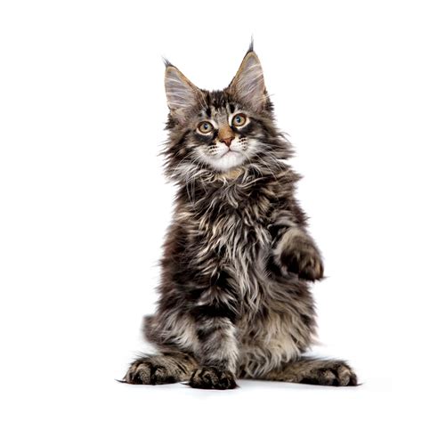 Maine Coon Cat Breed Information | Maine Coon Cat Characteristics ...