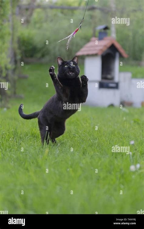 playing Bengal Cat Stock Photo - Alamy