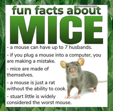 Bout fun facts abo a mouse can have up to 7 husbands. if you plug a mouse into a computer, you ...