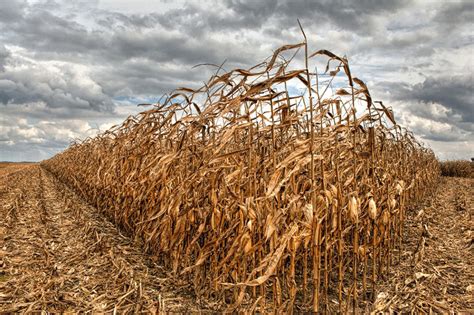 076_fall corn field in Ohio | Cleary Fine Art Photography