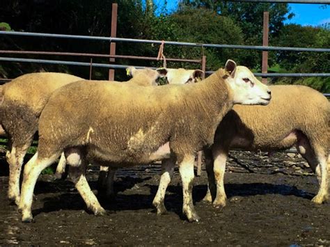 4 Texel, Beltex Breeding Rams | SellMyLivestock - The Online Livestock ...