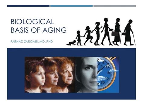 Biological Basis of Aging