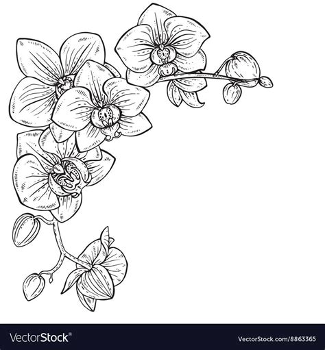 Beautiful monochrome with Royalty Free Vector Image | Orchid tattoo ...