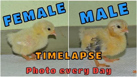 How to tell Rooster from Hen | Male and Female Chicks growing up | Gender Differences in ...