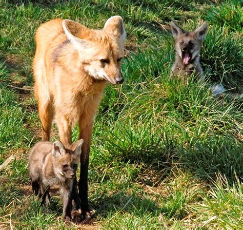 Maned wolf pups | Maned wolf pups | World Land Trust-US | Flickr