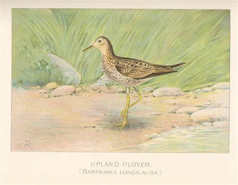 Upland Sandpiper Pictures - AZ Animals