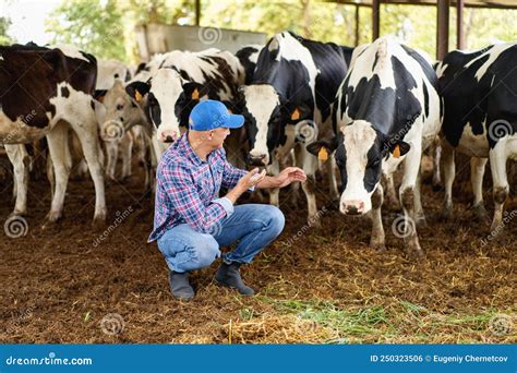 Farmer Cowboy at Cow Farm Ranch Stock Photo - Image of livestock ...