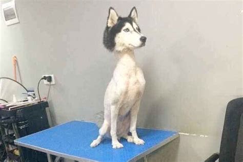 Photo of Shaved Siberian Husky Raises Concern