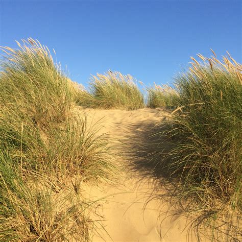 Some of the special Marram Grass that grow in the sands dunes of Camber ...