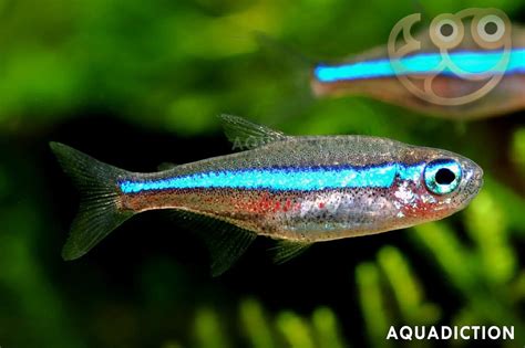 Green Neon Tetra - Paracheirodon simulans Fish Profile & Care Guide