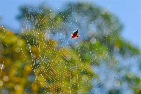 Kite Spider - Stock Image - C044/0060 - Science Photo Library