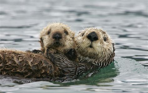 Otters And Owls On The Loose After Wisconsin Zoo Break In | iHeart