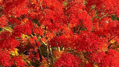 Brilliant Fall Foliage Across Maryland