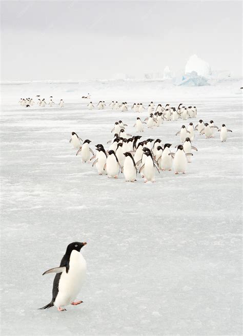 Premium Photo | Annual migration of adélie penguin in antarctica