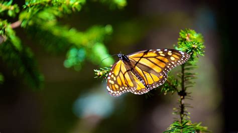 Download wallpaper: Monarch butterfly 1920x1080