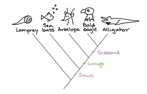 Simple Primate Phylogeny