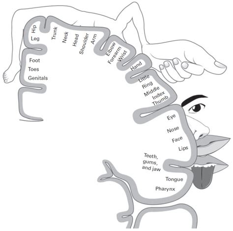 Brain Motor Cortex Homunculus - Infoupdate.org