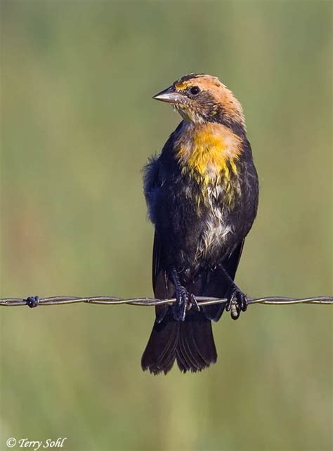 Yellow-headed Blackbird - South Dakota Birds and Birding