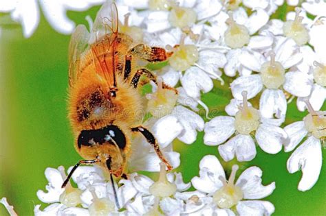 Honey Bee Foraging for Nectar En Hogweed En Un Prado Foto de archivo - Imagen de flor ...