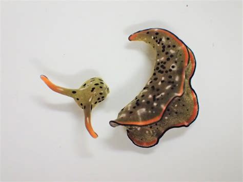 This sea slug can chop off its head and grow an entire new body, twice ...