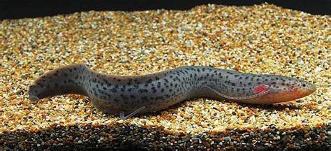 Spotted African lungfish - Alchetron, the free social encyclopedia