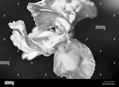 light blue iris flower on the dark background, note shallow depth of field Stock Photo - Alamy