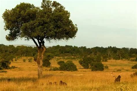 Print of Savannah grassland and low open woodland in 2022 | Savannah ...