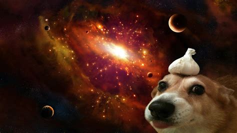 Space Dog Wallpapers - Top Free Space Dog Backgrounds - WallpaperAccess