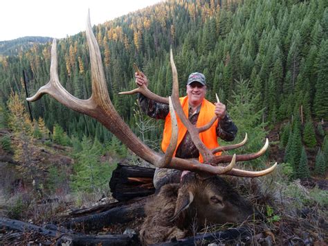 Rifle Elk Best Hunts | Montana Hunting Outfitter