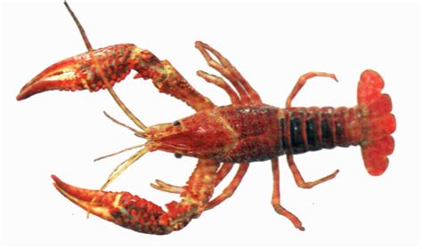 Crayfish Sizes - Dimensions Guide