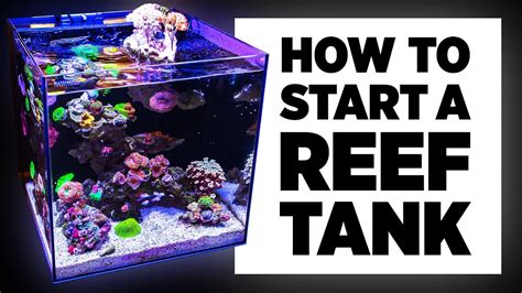 A Beginners Guide to Setup a Reef Tank - YouTube