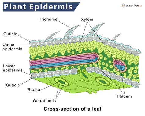 Epidermis in Plants – Definition, Structure, Function, & Diagram