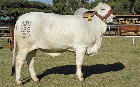 Cattle branding: how to get it right every time