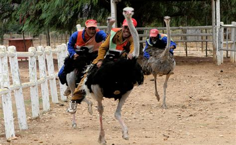 The Bizarre Sport of Ostrich Riding & Exotic Racing on Ostriches