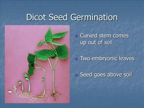 PPT - 24.2 Seed Development and Germination PowerPoint Presentation, free download - ID:581047