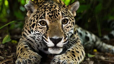 Los 30 Animales del AMAZONAS Más Increíbles y Bellos🦥🐆🐒 - YouTube