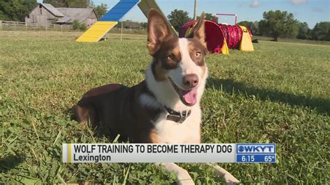 Wolf training to become therapy dog - YouTube