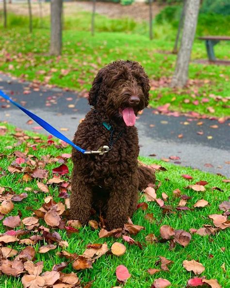 What Labradoodle Size Is Best? Mini, Medium, Standard! (2024)